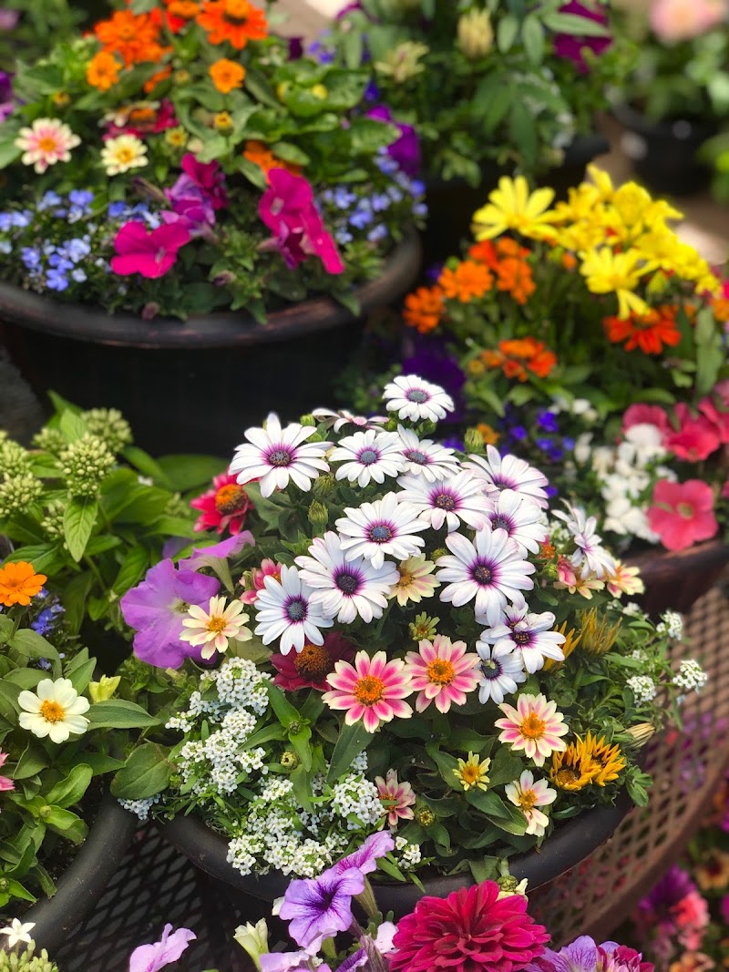 Orchard Nursery photo 2