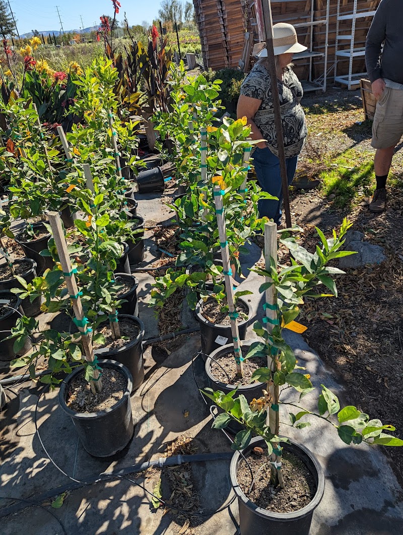 Urban Tree Farm Nursery photo 2
